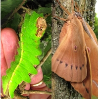 Chinese Oak Silkmoth pernyi 15 eggs 